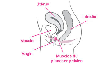 Les boules de Geisha sollicitent le périnée